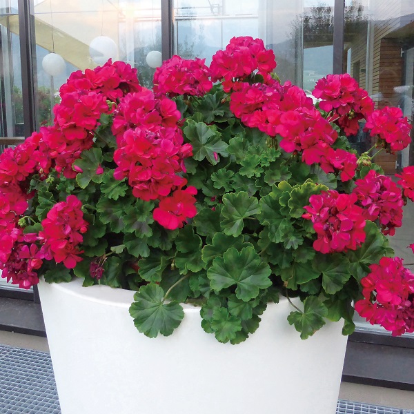 育てる場所にあった花の選び方 失敗しないガーデニング Proven Winners Pw ガーデニング 園芸 花苗 低木 多肉植物 花 植物