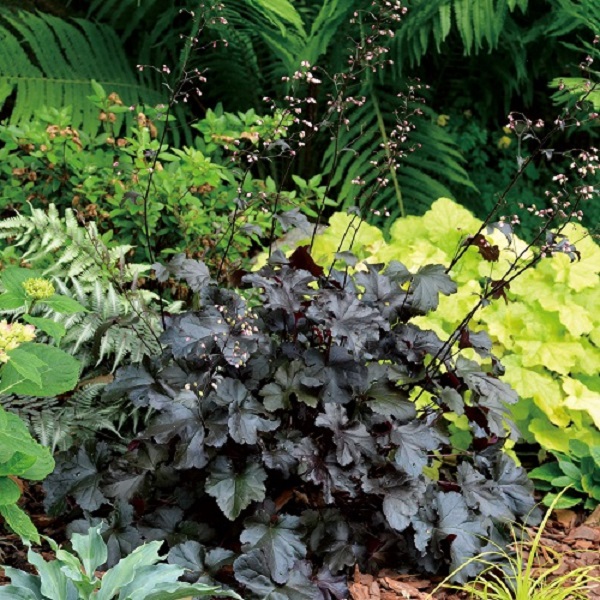 カラーリーフで彩りを 植えっぱなしでおしゃれな庭づくり Pwは植物の国際ブランド 花苗 シュラブ 低木 ペレニアル 宿根草 多年草 多肉植物 の育つよろこびをお届けします