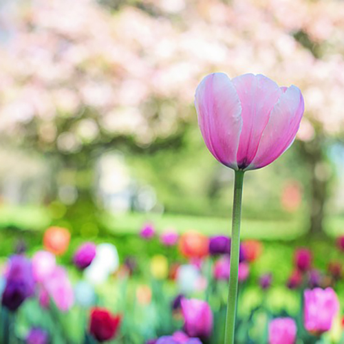 長く咲く 春おすすめの花をカラー別にご紹介 Proven Winners Pw ガーデニング 園芸 花苗 低木 多肉植物 花 植物