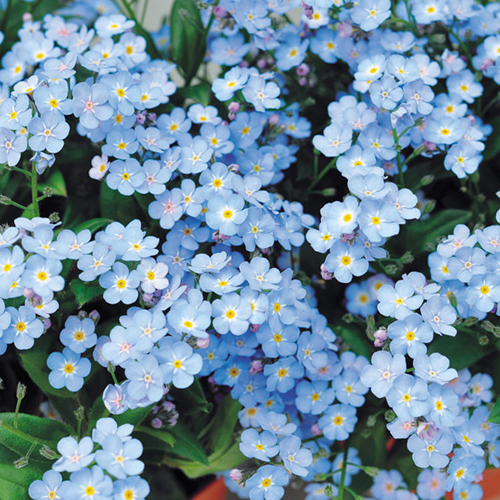 爽やかで育てやすい 春夏おすすめの青い花11選 Proven Winners Pw ガーデニング 園芸 花苗 低木 多肉植物 花 植物