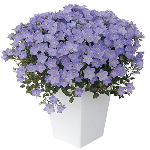 青い花13選 春夏おすすめの丈夫な青い花の魅力や特徴をご紹介 Pwは植物の国際ブランド 花苗 シュラブ 低木 ペレニアル 宿根草 多年草 多肉植物 の育つよろこびをお届けします