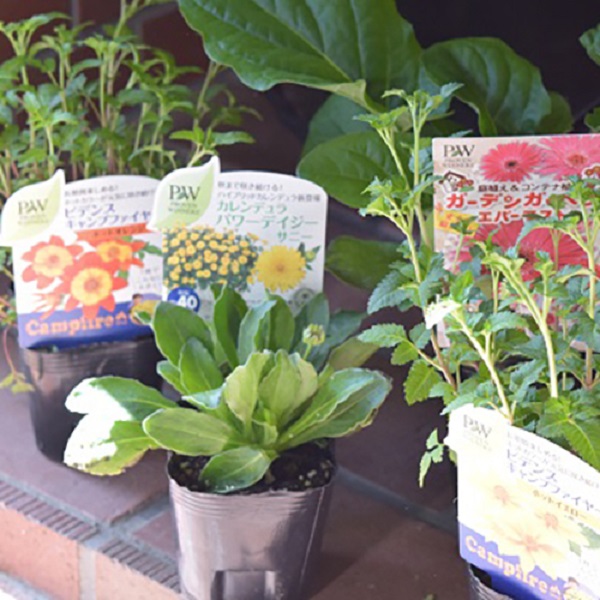 花の苗を買ってきたら まずやっておきたいこと 花の植え方 Proven Winners Japan Pw プルーブン ウィナーズ 花 花苗 ガーデニング 植物