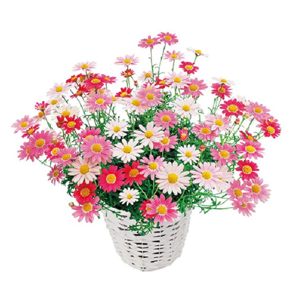 花の苗を買ってきたら まずやること 花の植え方 Proven Winners Pw ガーデニング 園芸 花苗 低木 多肉植物 花 植物