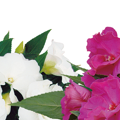 ガーデニングを彩る花たちの花言葉 Proven Winners Pw ガーデニング 園芸 花苗 低木 多肉植物 花 植物