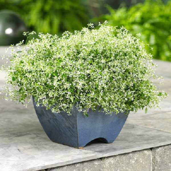 秋からのガーデニング カラー別 秋おすすめの花 Proven Winners Pw ガーデニング 園芸 花苗 低木 多肉植物 花 植物