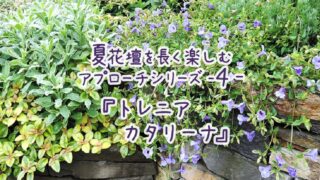夏花壇を長く楽しむアプローチ シリーズ4 スーパートレニア カタリーナ