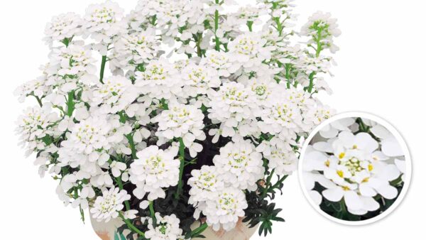 ガザニア ビースト の育て方 Proven Winners Pw ガーデニング 園芸 花苗 低木 多肉植物 花 植物