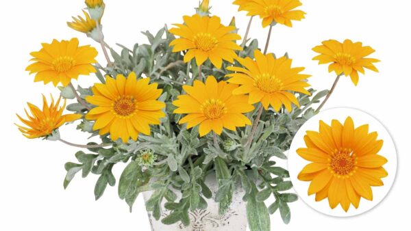 ステラの育て方 スノーストームの育て方 Proven Winners Pw ガーデニング 園芸 花苗 低木 多肉植物 花 植物