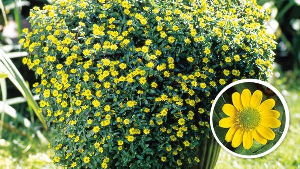 カンパニュラの育て方 メリーベルの育て方 Proven Winners Pw ガーデニング 園芸 花苗 低木 多肉植物 花 植物