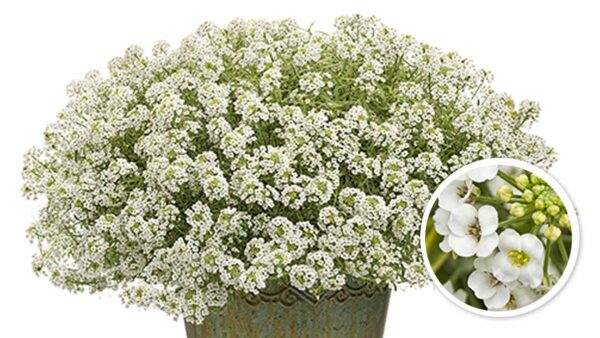 アメリカテマリシモツケ Proven Winners Pw ガーデニング 園芸 花苗 低木 多肉植物 花 植物