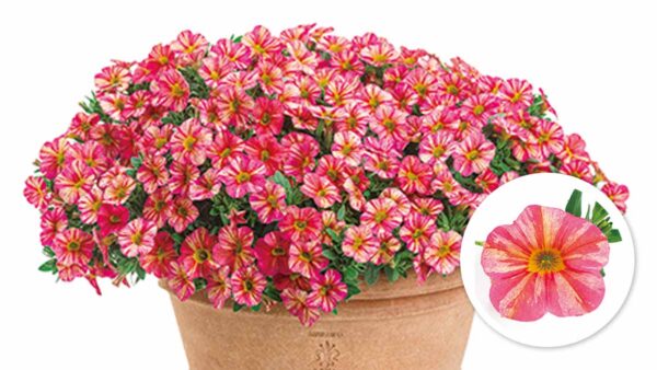 アメリカテマリシモツケ Proven Winners Pw ガーデニング 園芸 花苗 低木 多肉植物 花 植物