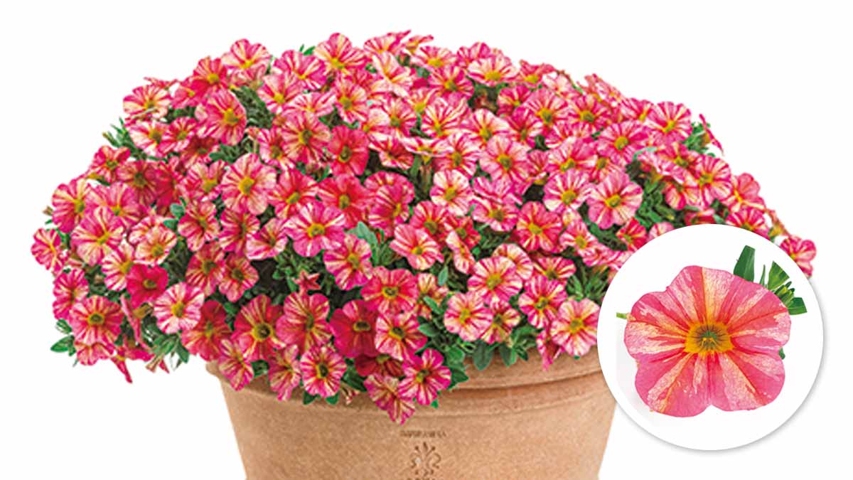 カリブラコア スーパーベルリッチ の育て方 Proven Winners Pw ガーデニング 園芸 花苗 低木 多肉植物 花 植物