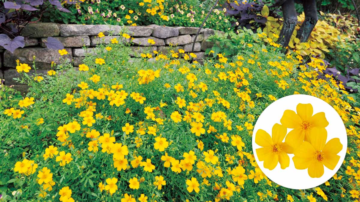 タゲテス ゴールドメダルの育て方 | PROVEN WINNERS (PW)【植物の国際ブランド】