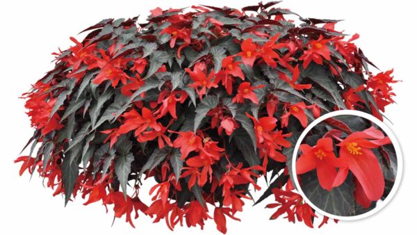 アメリカテマリシモツケの育て方 Proven Winners Pw ガーデニング 園芸 花苗 低木 多肉植物 花 植物