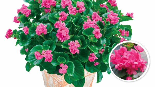 カンパニュラの育て方 メリーベルの育て方 Proven Winners Pw ガーデニング 園芸 花苗 低木 多肉植物 花 植物