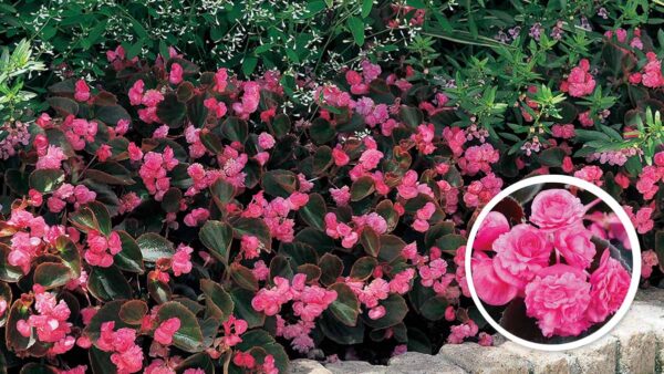 球根ベゴニアの育て方 ベゴニア サマーウィングの育て方 Proven Winners Pw ガーデニング 園芸 花苗 低木 多肉植物 花 植物