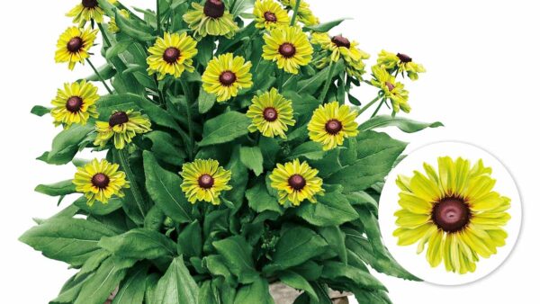 アメリカテマリシモツケの育て方 Proven Winners Pw ガーデニング 園芸 花苗 低木 多肉植物 花 植物