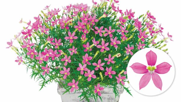 カンパニュラの育て方 メリーベルの育て方 Proven Winners Pw ガーデニング 園芸 花苗 低木 多肉植物 花 植物