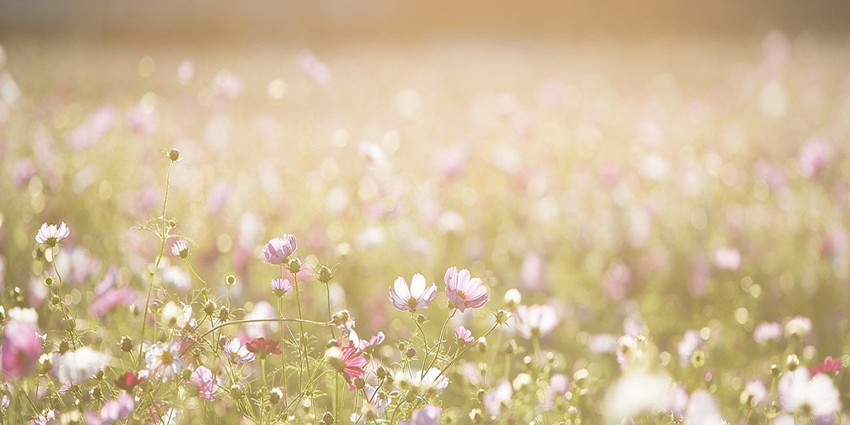 インスタ映えするおしゃれな花の写真の撮り方 Proven Winners Pw ガーデニング 園芸 花苗 低木 多肉植物 花 植物