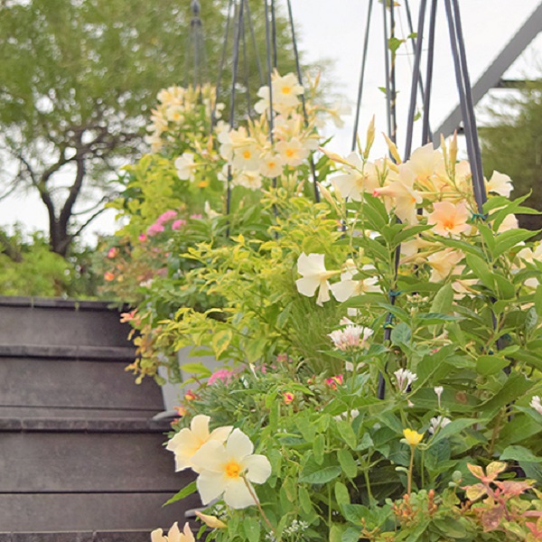 インスタ映えするおしゃれな花の写真の撮り方 Proven Winners Pw ガーデニング 園芸 花苗 低木 多肉植物 花 植物