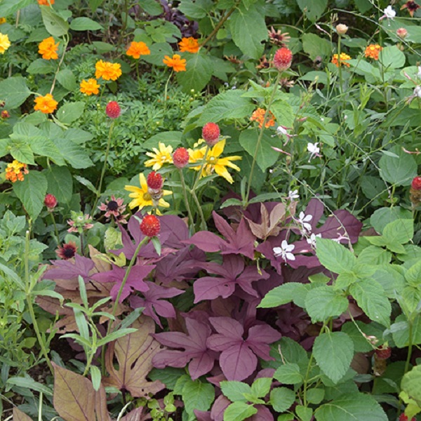 カラーリーフで彩りを 手間いらずでおしゃれな庭づくり Proven Winners Pw ガーデニング 園芸 花苗 低木 多肉植物 花 植物