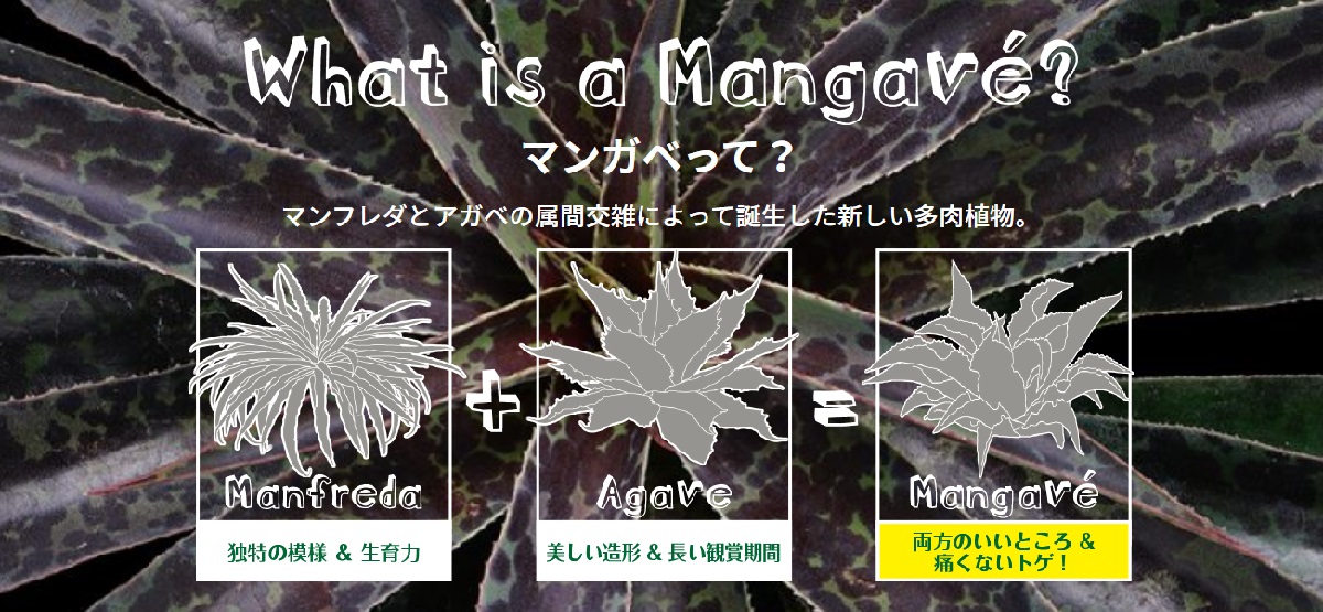 画像に alt 属性が指定されていません。ファイル名: about_mangave.jpg