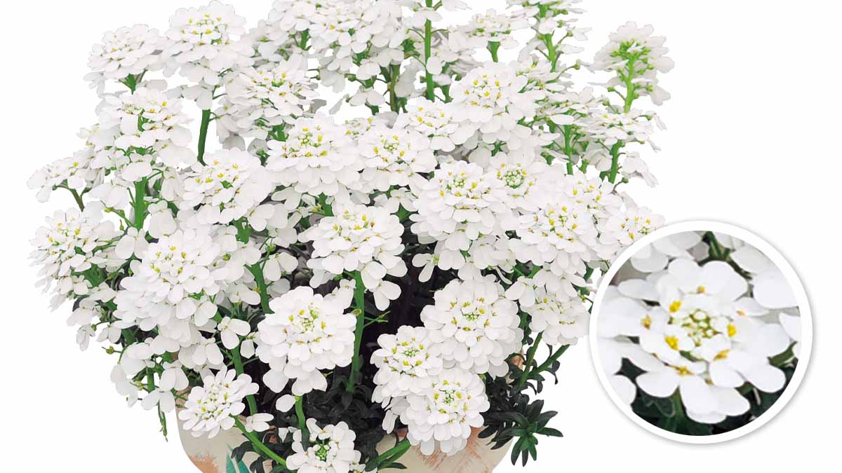 イベリス スノーボール | PROVEN WINNERS (PW)【植物の国際ブランド】