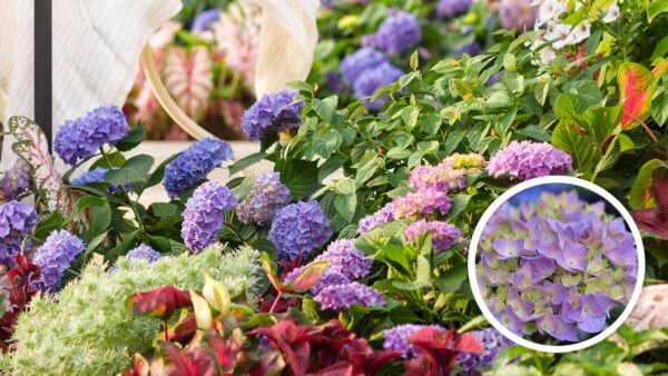 ラグランジアの育て方  PROVEN WINNERS （PW） ガーデニング｜園芸 