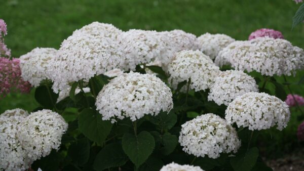 アジサイ ページ 2 Proven Winners Pw ガーデニング 園芸 花苗 低木 多肉植物 花 植物