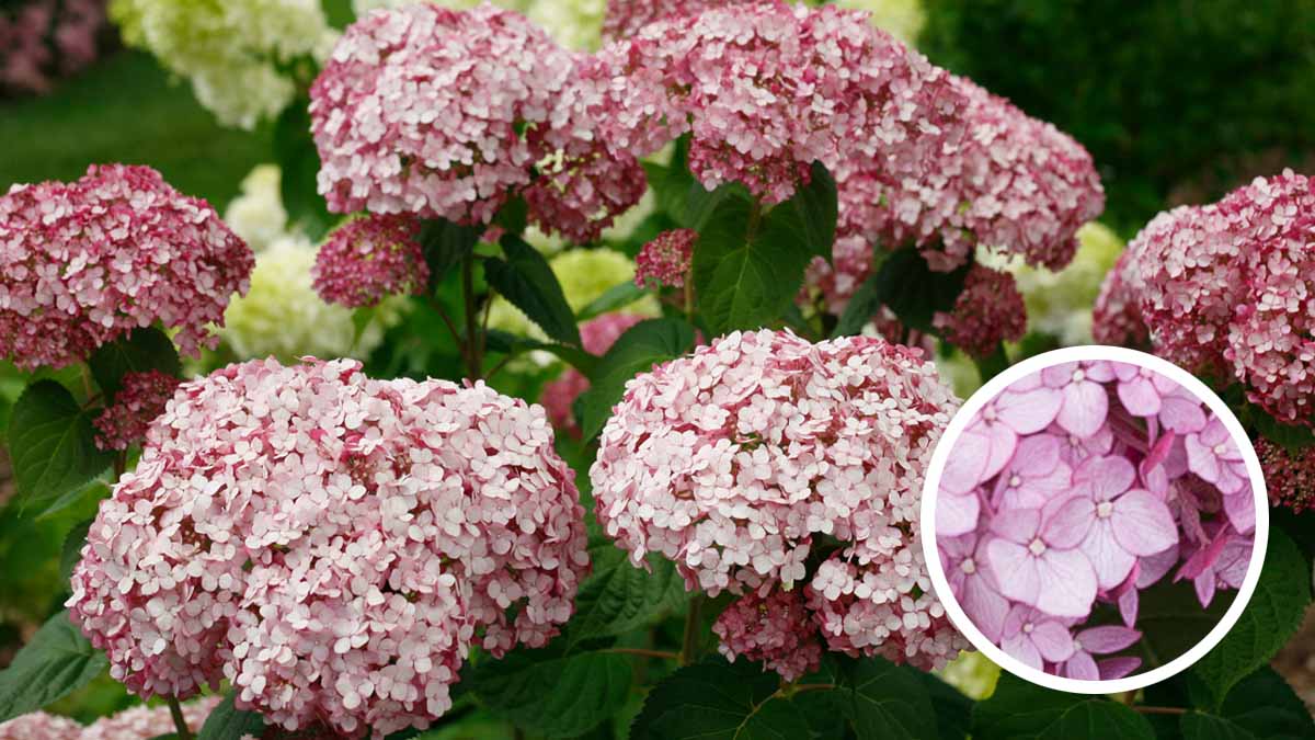 アメリカあじさい ピンクのアナベル Proven Winners Japan Pw プルーブン ウィナーズ 花 花苗 ガーデニング 植物