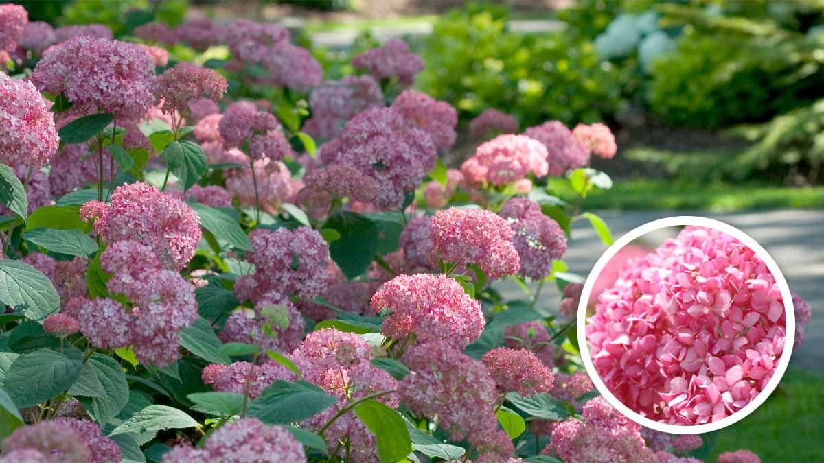 アメリカあじさい ピンクのアナベル Proven Winners Pw ガーデニング 園芸 花苗 低木 多肉植物 花 植物