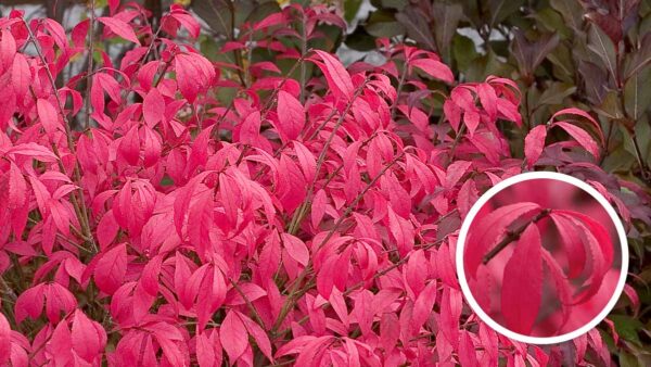 リキュウバイの育て方 Proven Winners Pw ガーデニング 園芸 花苗 低木 多肉植物 花 植物