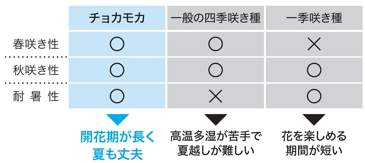 チョコレートコスモスチョカモカ