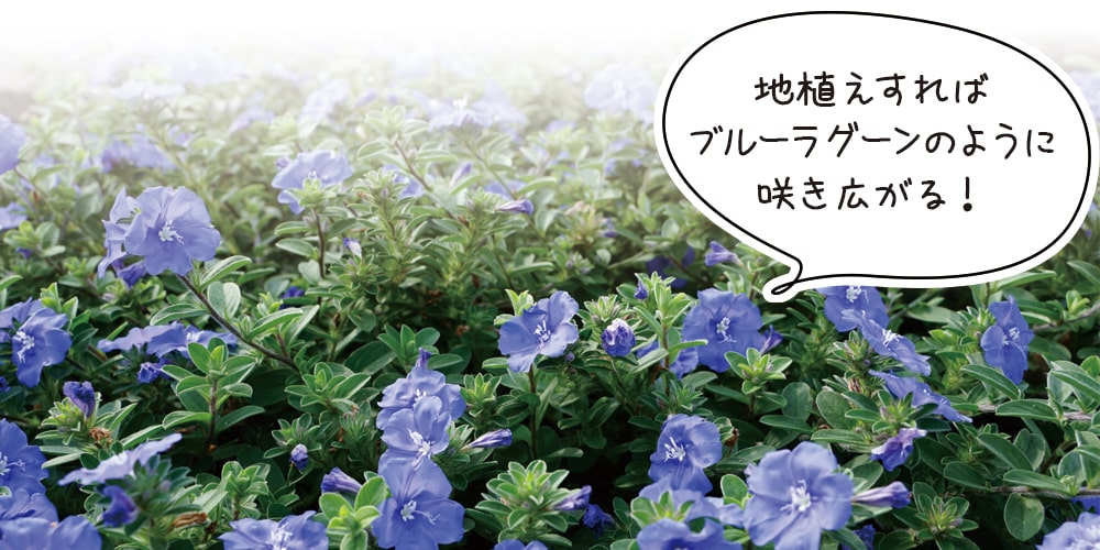 エボルブルスブルーラグーン