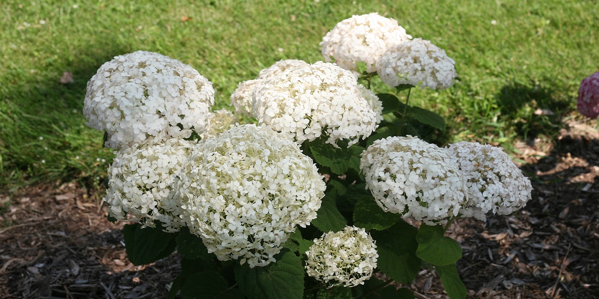 アメリカあじさい アナベルコンパクト Proven Winners Pw ガーデニング 園芸 花苗 低木 多肉植物 花 植物