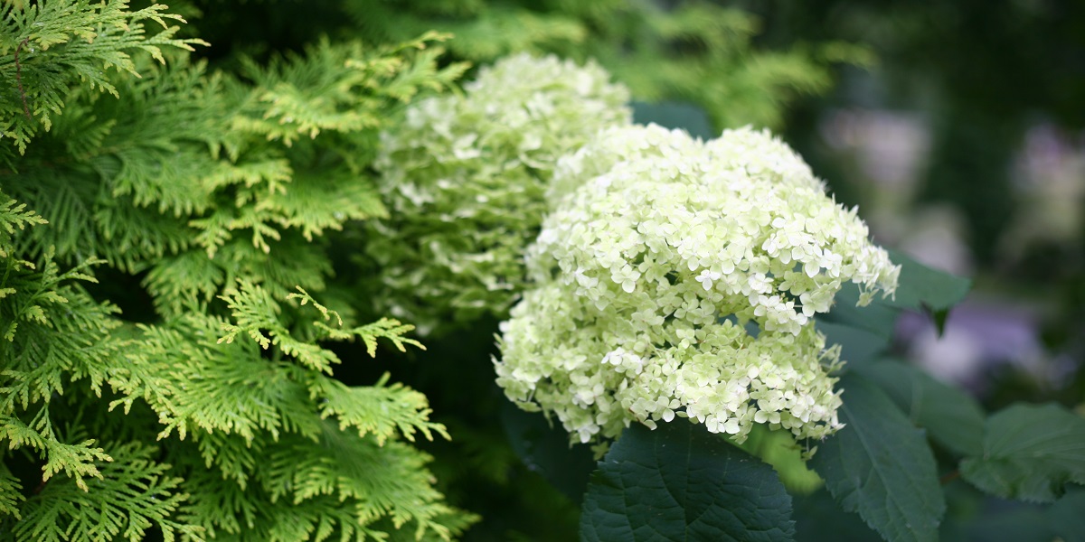 アメリカあじさい ライムのアナベル Proven Winners Pw ガーデニング 園芸 花苗 低木 多肉植物 花 植物