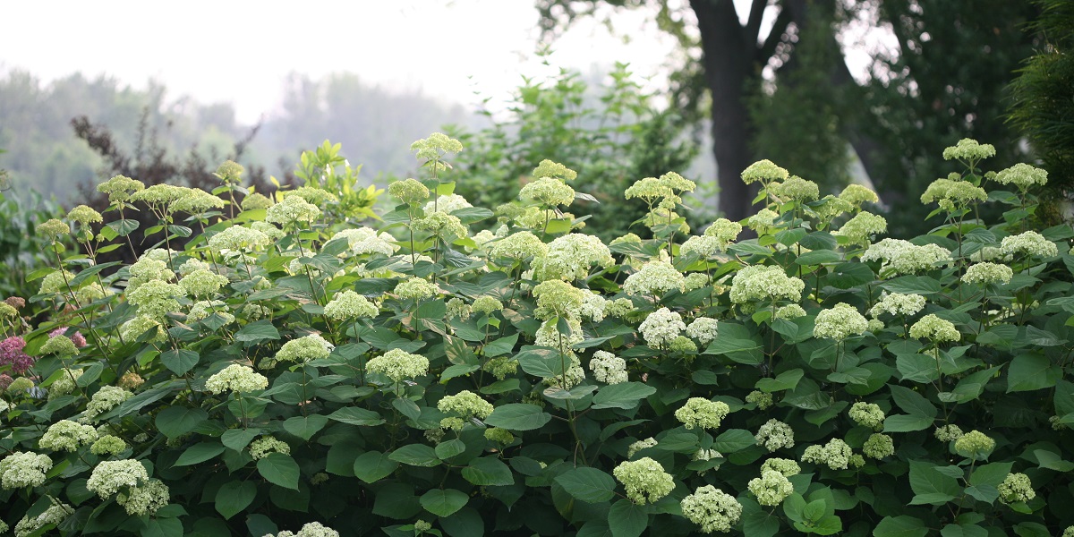 アメリカあじさい ライムのアナベル Proven Winners Pw ガーデニング 園芸 花苗 低木 多肉植物 花 植物