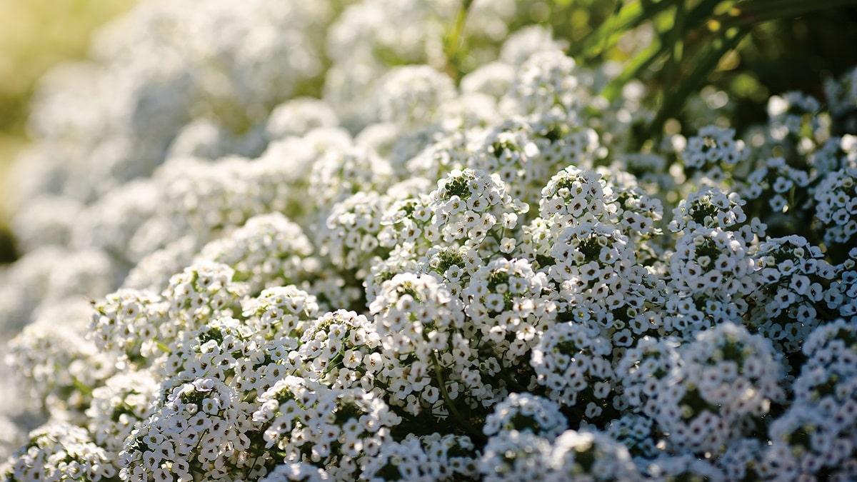 スーパーアリッサム Proven Winners Pw ガーデニング 園芸 花苗 低木 多肉植物 花 植物