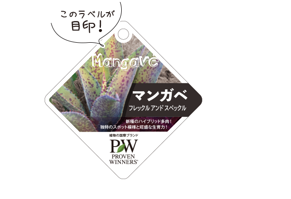 マンガベ  PW植物の国際ブランド 花苗｜シュラブ(低木)｜ペレニアル（宿根草・多年草）｜多肉植物 の育つよろこびをお届けします
