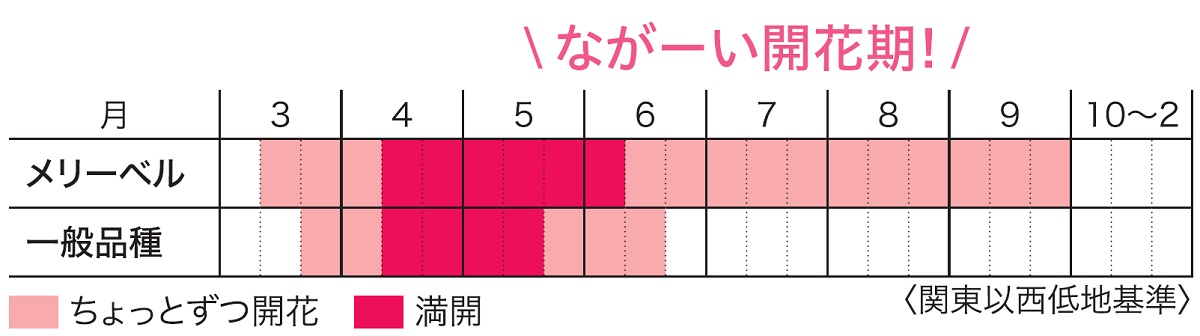 カンパニュラメリーベル