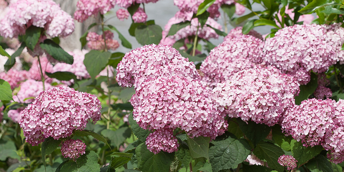 アメリカあじさい ピンクのアナベルジャンボ Proven Winners Pw ガーデニング 園芸 花苗 低木 多肉植物 花 植物