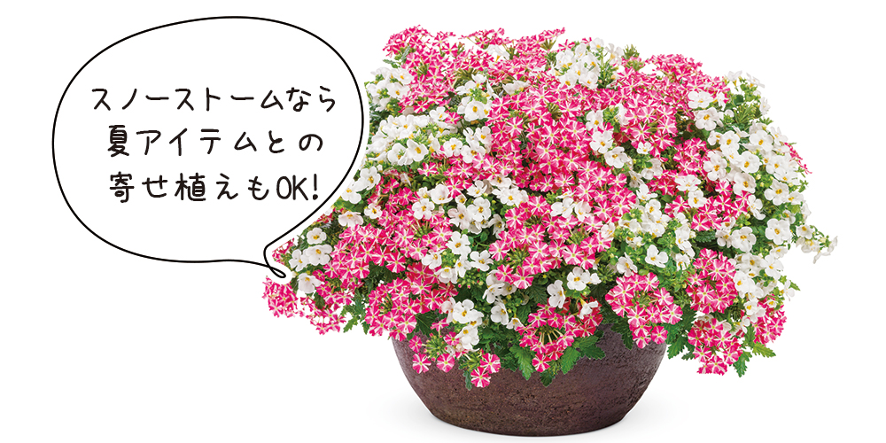 ステラスノーストーム