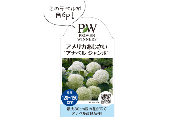 アメリカあじさいアナベルジャンボ