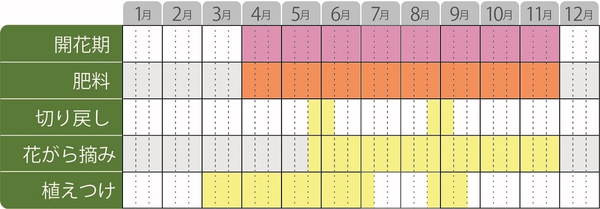 カリブラコアスーパーベル栽培カレンダー