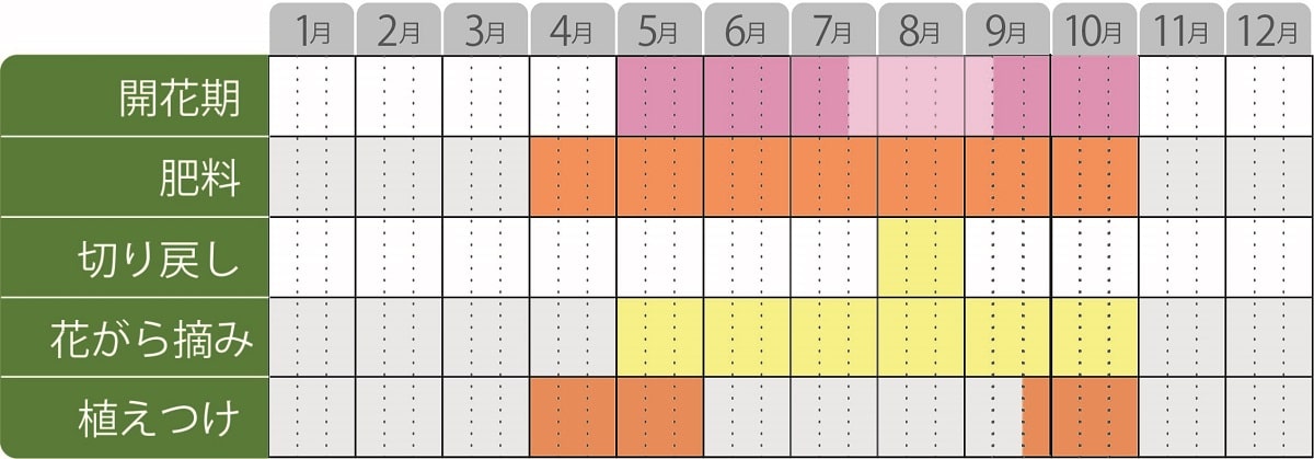 チョコレートコスモスチョカモカ栽培カレンダー