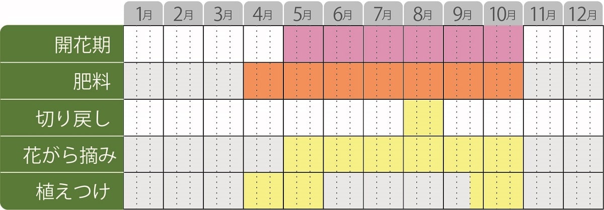 チョコレートコスモスチョカモカ栽培カレンダー