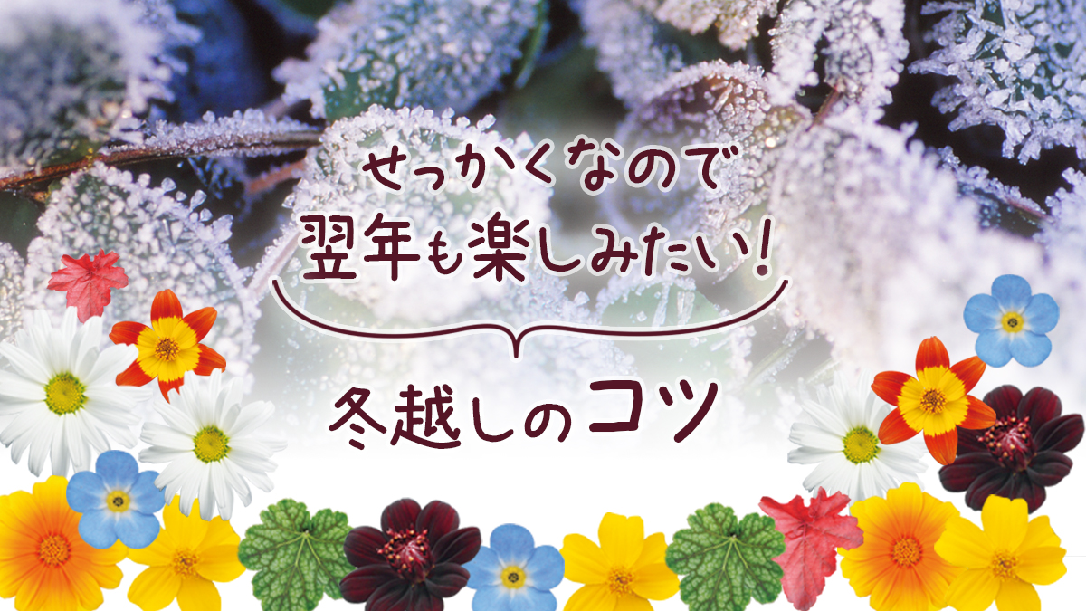 せっかくなので翌年も楽しみたい ガーデニングの冬越しのコツ Proven Winners Japan Pw プルーブン ウィナーズ 花 花苗 ガーデニング 植物