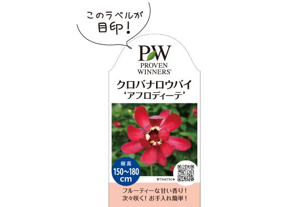 クロバナロウバイ アフロディーテ Proven Winners Pw ガーデニング 園芸 花苗 低木 多肉植物 花 植物