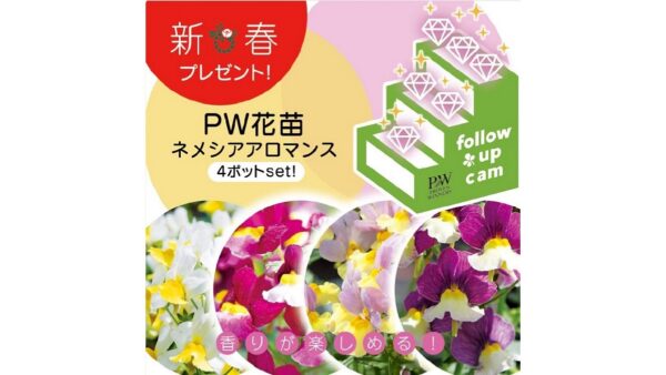 21年 Greensnap新春花苗プレゼントキャンペーン 第1弾 Proven Winners Pw ガーデニング 園芸 花苗 低木 多肉植物 花 植物