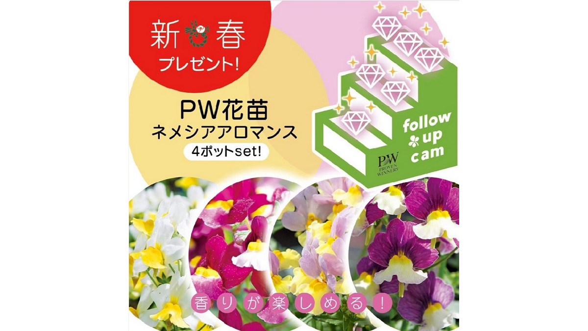 21年 Greensnap新春花苗プレゼントキャンペーン 第1弾 Pw ガーデニング 園芸 花苗 低木 多肉植物 花 植物 Proven Winners プルーブンウィナーズ 21年 Greensnap新春花苗プレゼントキャンペーン 第1弾 Pw ガーデニング 園芸 花苗 低木 多肉植物 花 植物 Proven Winners プルーブンウィナーズ